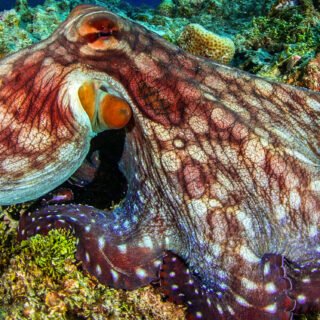 Temple Diving Nusa Penida - explore the amazing underwater world of Bali's dive sites