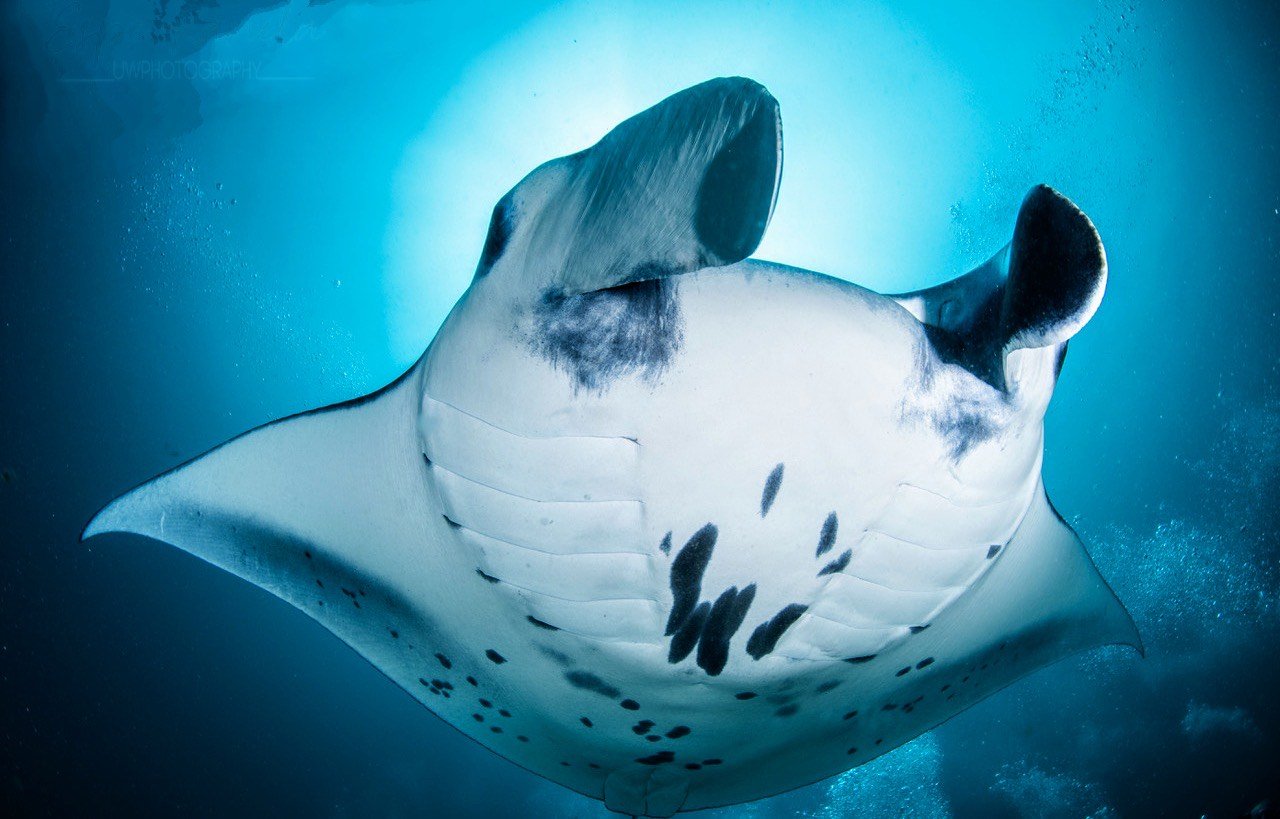 Manta ray gliding over the reef at Nusa Penida