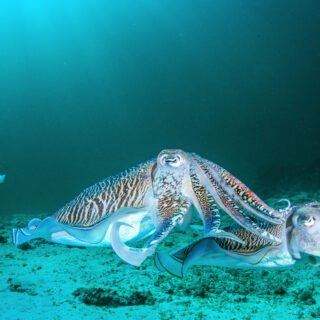 Temple Diving Nusa Penida - explore the amazing marine sea life of Bali's reefs