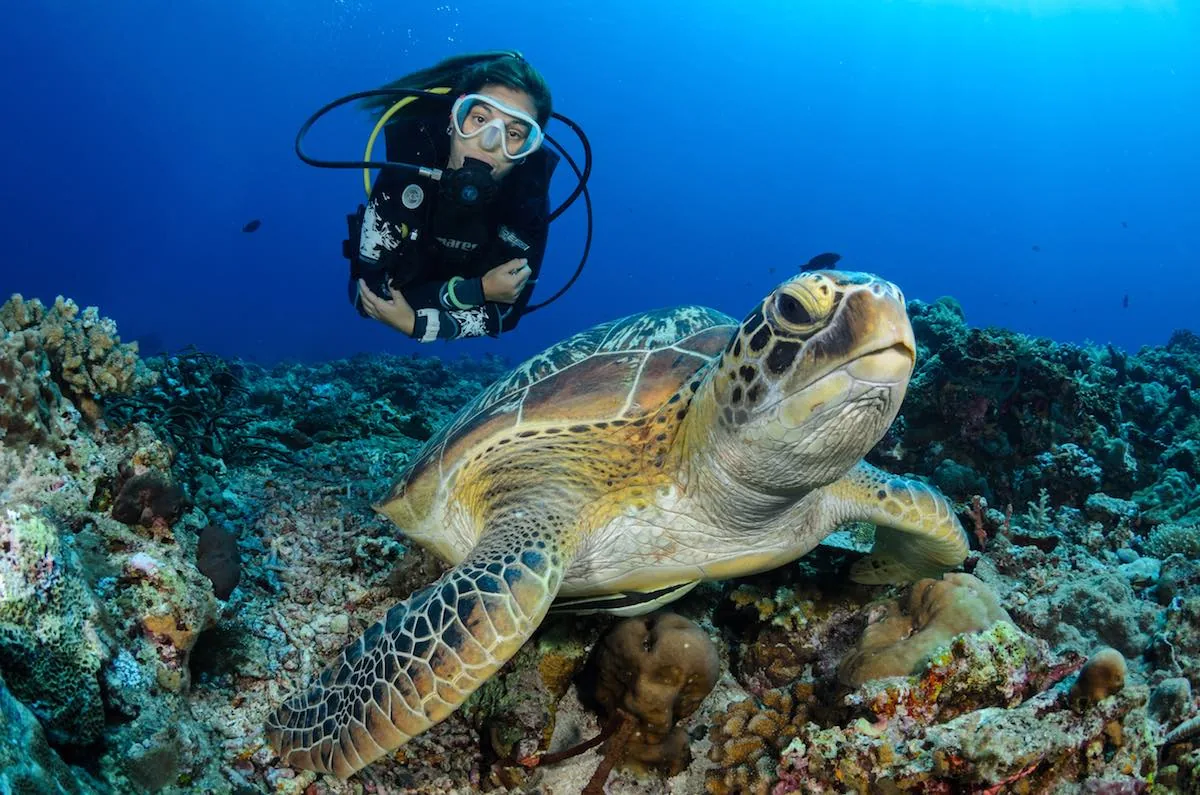 Certification dives