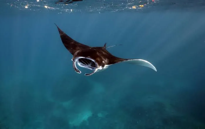 Diver with manta rays at Nusa Penida