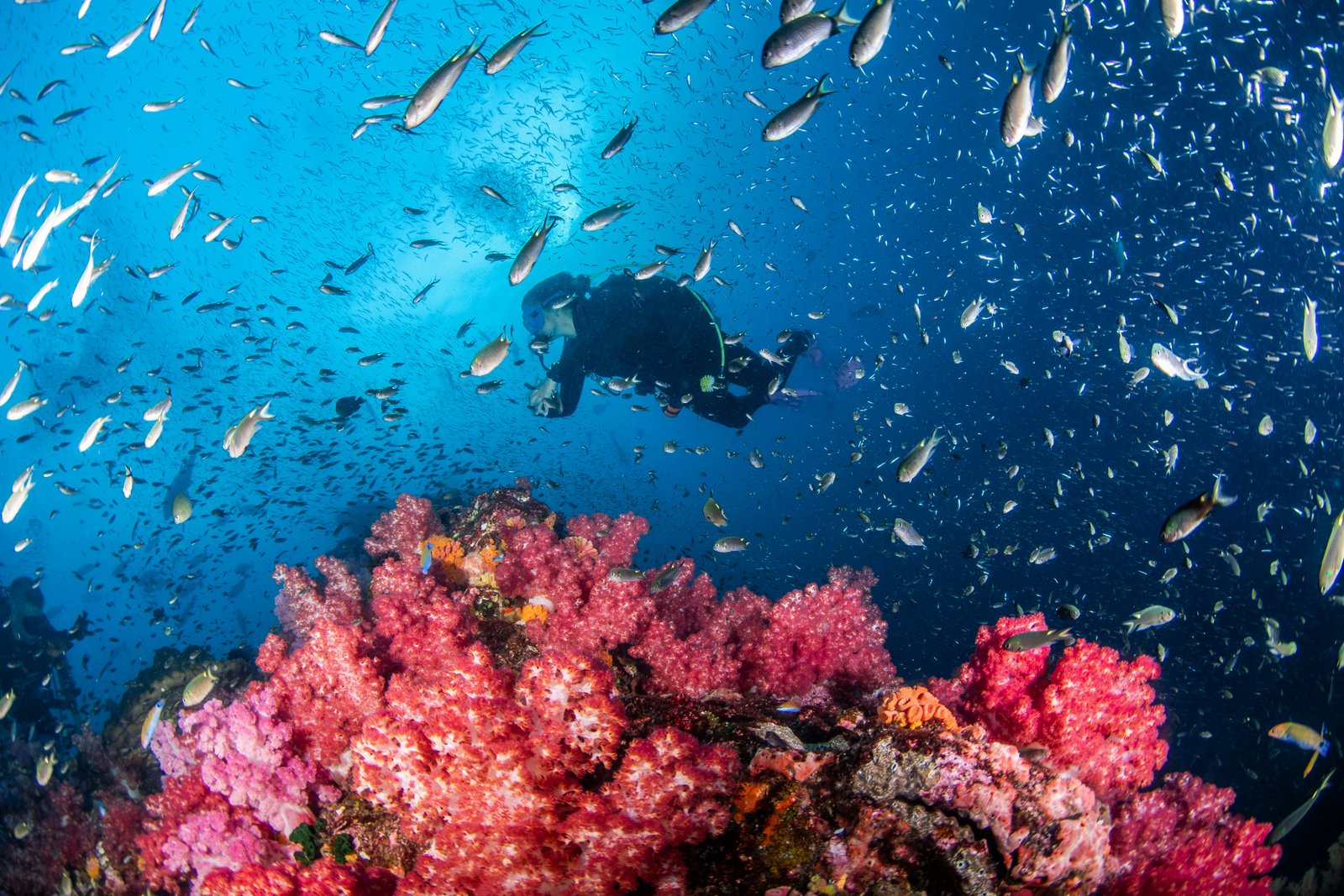 Diver with manta ray in Nusa Penida