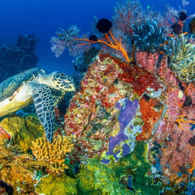Temple Diving Nusa Penida - discover some amazing and breath-taking dive sites around Bali