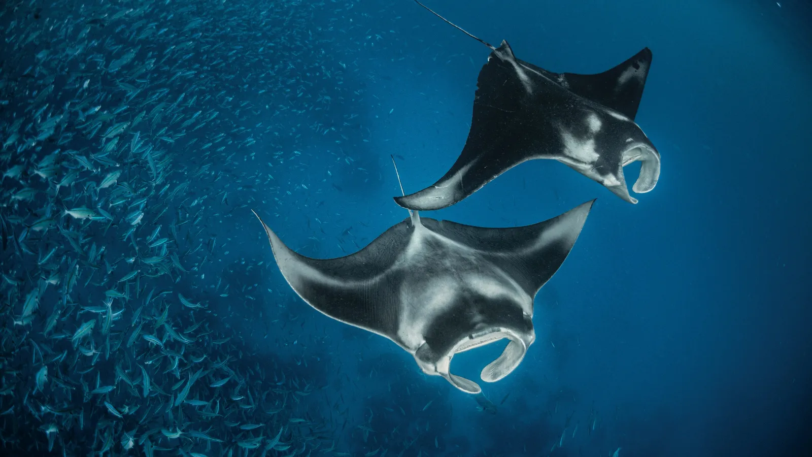 Raie Manta