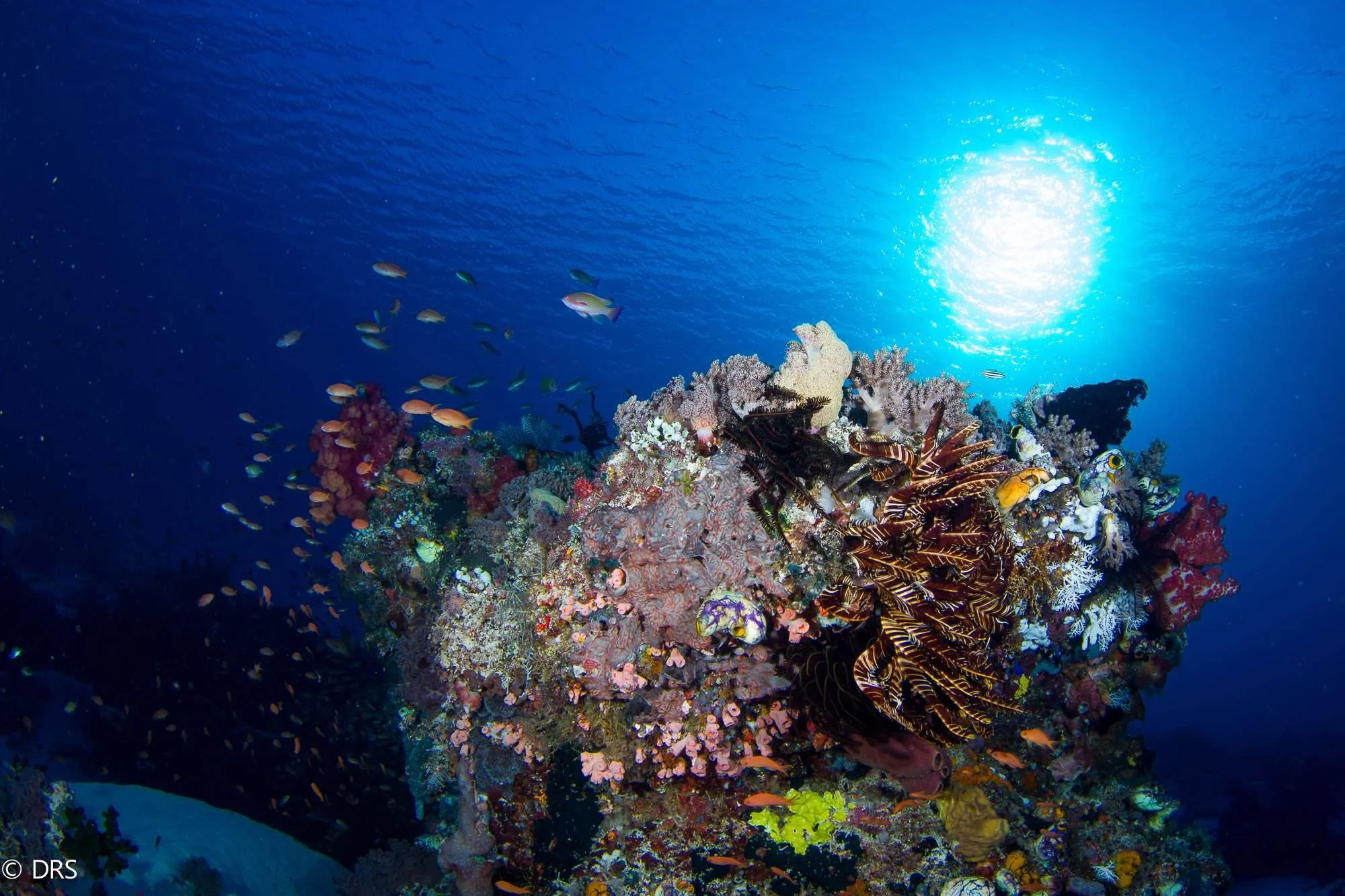 Coral Gardens