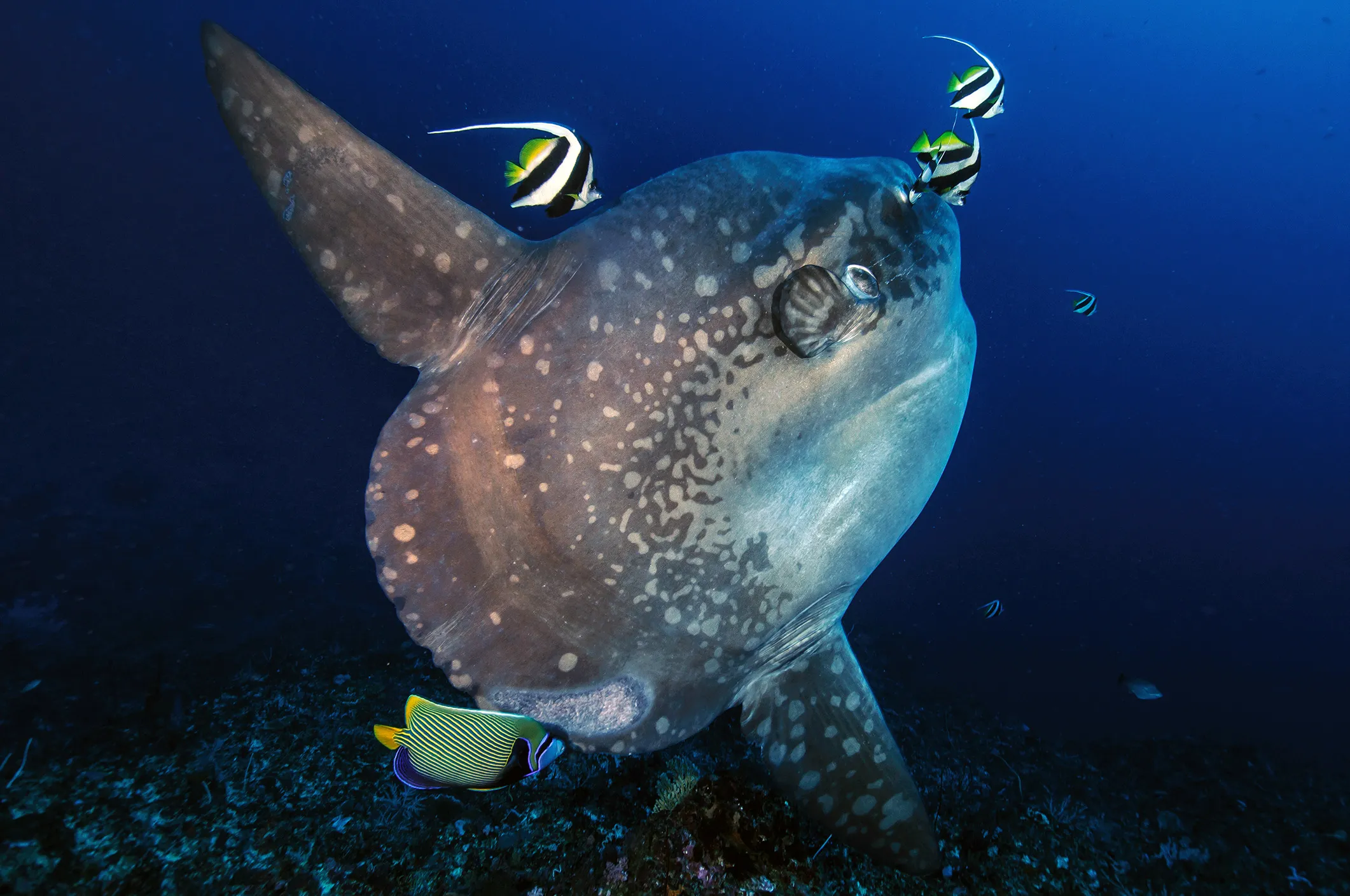 Mola mola sunfish at a cleaning station in Nusa Penida