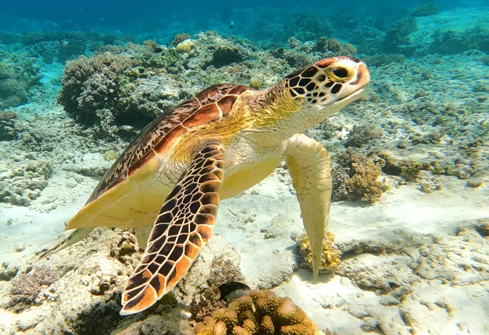 Sea Turtle