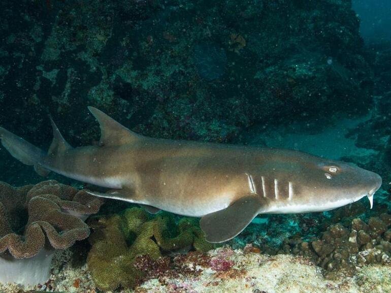 Reef Shark