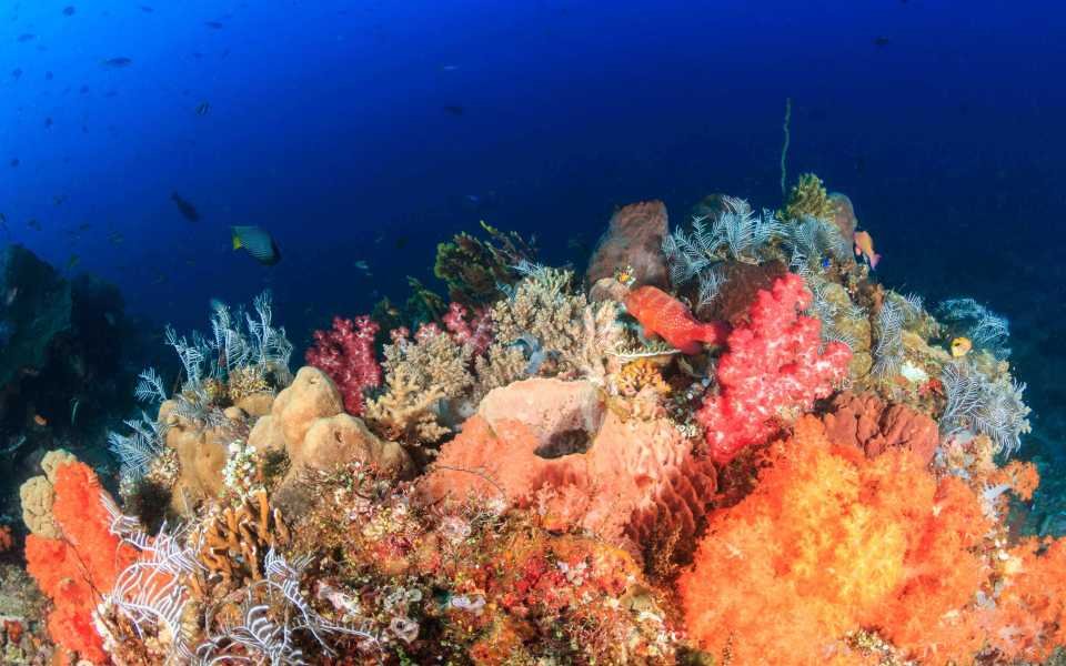 Coral