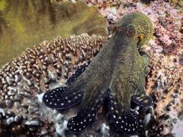 Octopus