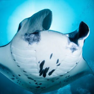 Temple Diving Nusa Penida - explore the amazing marine sea life and swim with Manta Rays