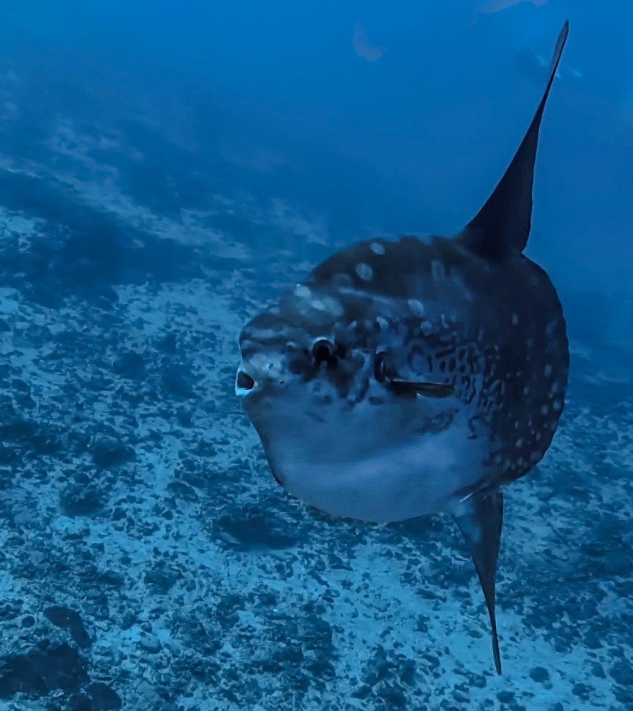 Mola Mola