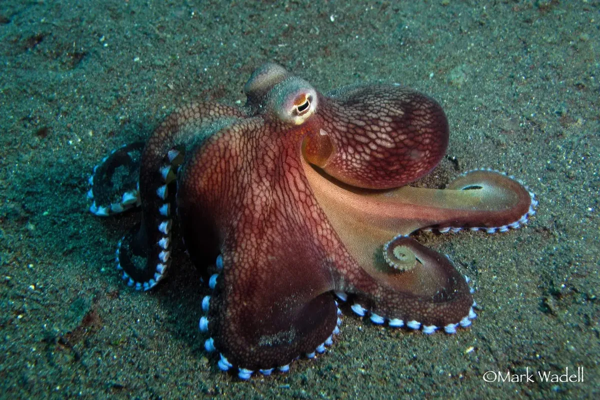 Octopus