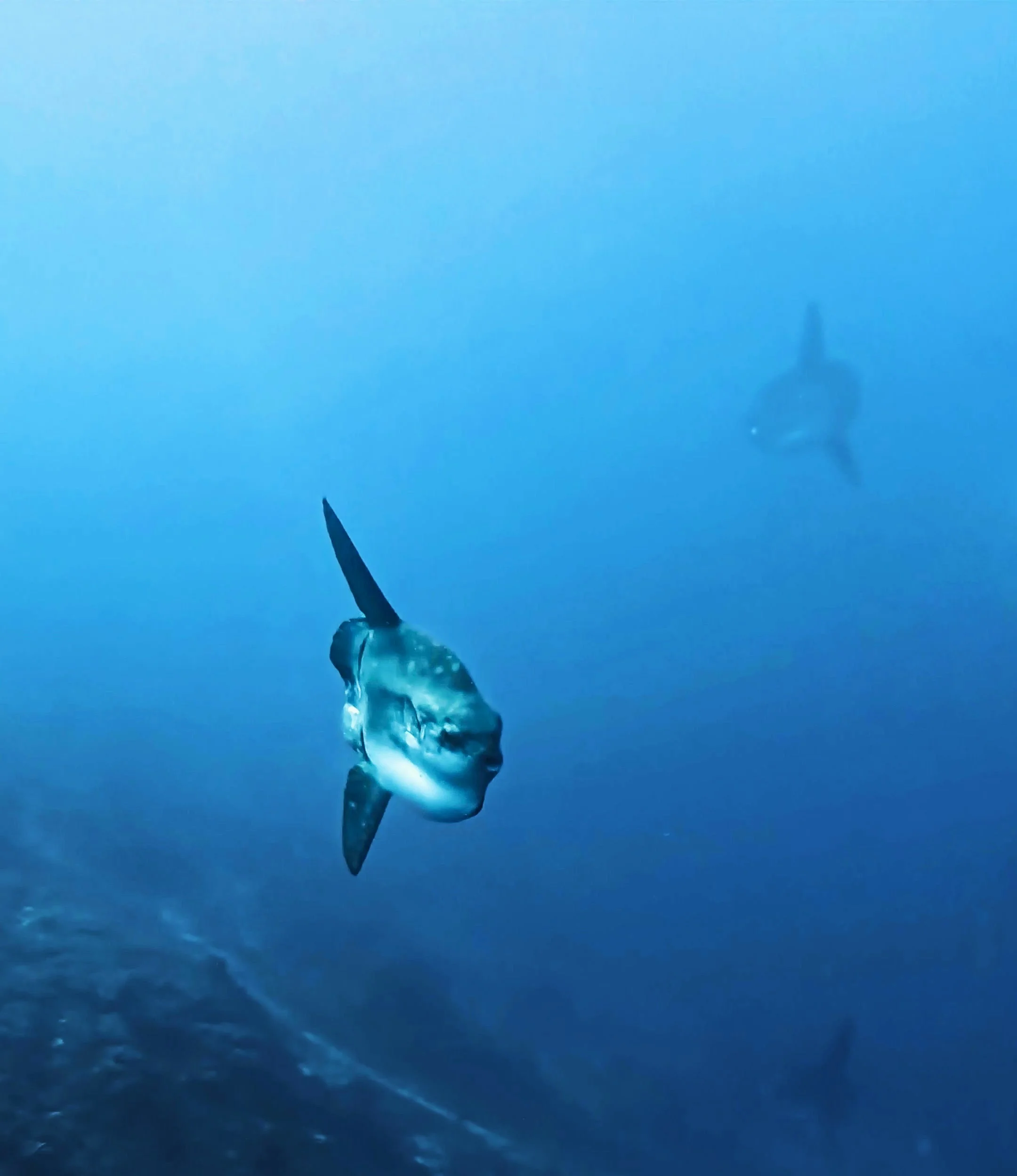 Mola mola sunfish, one of the encounters that make diving around Nusa Penida famous
