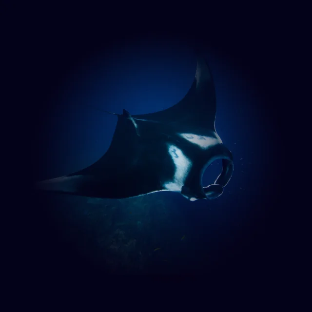 Temple Diving Nusa Penida meet the impresive Manta Ray on your next Try Diving experience in Bali