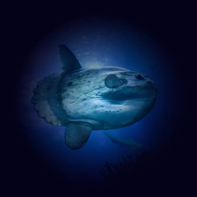 Temple Diving Nusa Penida - meet the Mola Mola fish on your next Fun Dive in Bali