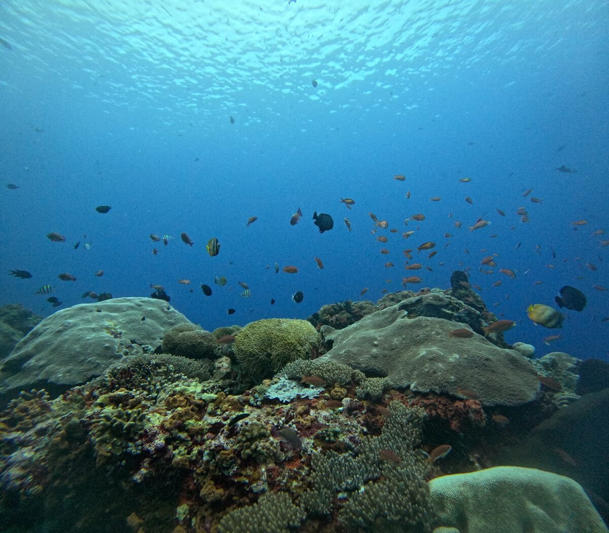 Coral reef and fish at a Temple Diving dive site