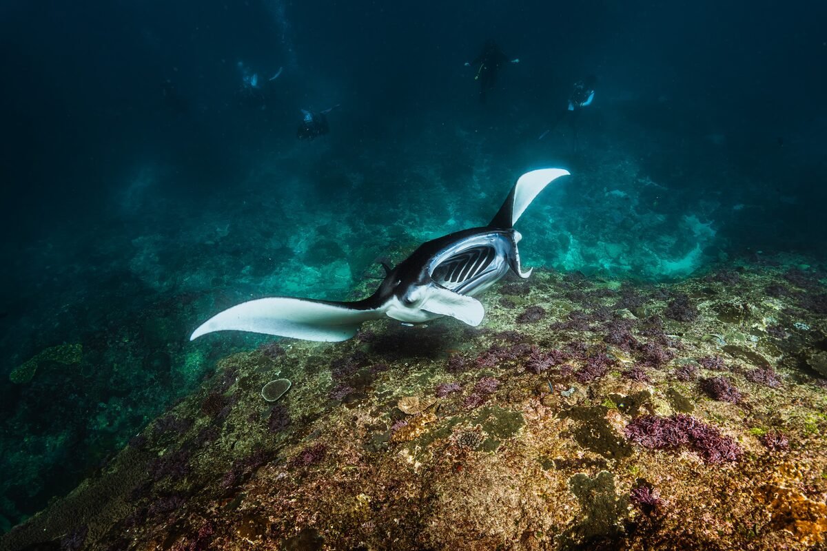 Manta ray diving with Temple Diving